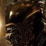 Alien 3: Alien Dog Head Trophy Open Mouth 3D Wall Art