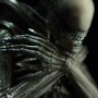 Alien Internecivus Raptus