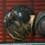 Alien Romulus Accessory Pack