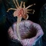 Bishop Queen Attack With Xenomorph Egg And Facehugger