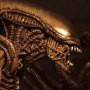 Alien Warrior