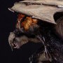 Balrog Organic