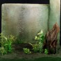 Jungle Wall (studio)