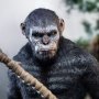 Caesar Version B (Ape Leader)