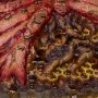 Candyman