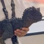 Carnotaurus Schwartz
