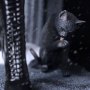 Catwoman Clean Deluxe