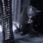 Catwoman Deluxe 2-PACK