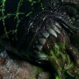 Celtic Predator 2