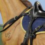 Civil War Brown War Horse Standing