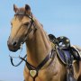 Civil War Brown War Horse Standing