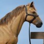 Civil War Brown War Horse Standing