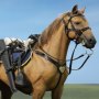 Civil War Brown War Horse Standing