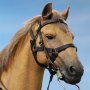Civil War Brown War Horse Standing