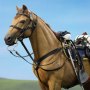 Dances With Wolves: Civil War Brown War Horse Standing