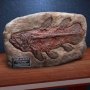 Prehistoric Creatures: Coelacanth Fossil Wonders Of Wild Series