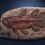 Coelacanth Fossil Wonders Of Wild Series