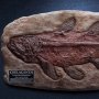 Coelacanth Fossil Wonders Of Wild Series
