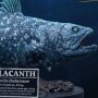 Coelacanth Wonders Of Wild Series