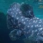 Coelacanth Wonders Of Wild Series