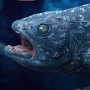 Coelacanth Wonders Of Wild Series