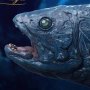 Coelacanth Wonders Of Wild Series