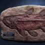 Coelacanth Wonders Of Wild Series Deluxe