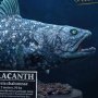 Coelacanth Wonders Of Wild Series Deluxe