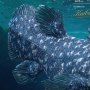 Coelacanth Wonders Of Wild Series Deluxe