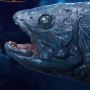 Coelacanth Wonders Of Wild Series Deluxe