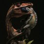 Coelophysis Red