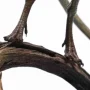 Compsognathus Bronze