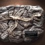 Concavenator Fossil Wonders Of Wild Series