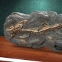 Dunkleosteus Fossil Wonders Of Wild Series