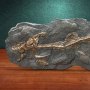 Dunkleosteus Fossil Wonders Of Wild Series