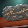 Dunkleosteus Fossil Wonders Of Wild Series