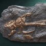 Prehistoric Creatures: Dunkleosteus Fossil Wonders Of Wild Series