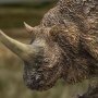 Elasmotherium Rhino Brown Wonders Of Wild Series
