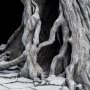 Fountain Guard Of The White Tree