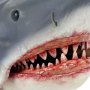 Game Of Jaws 50th Anni