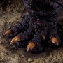 Godzilla