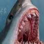 Great White Shark (Carcharodon Carcharias)