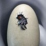 Hatching Indominus Rex