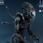 Alien Warrior (studio)