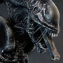 Alien Warrior (studio)