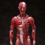 Human Anatomical Model