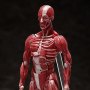 Human Anatomical Model