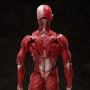 Human Anatomical Model