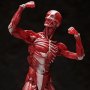 Human Anatomical Model