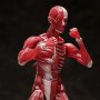 Human Anatomical Model